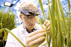 Frank Adam sampling seeds from a rice plant